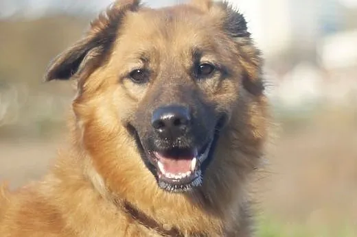 Spajk :) pies, adopcja,  lubuskie Gorzów Wielkopol