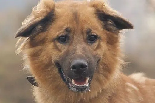 Spajk :) pies, adopcja,  lubuskie Gorzów Wielkopol