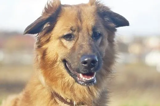 Spajk :) pies, adopcja,  lubuskie Gorzów Wielkopol