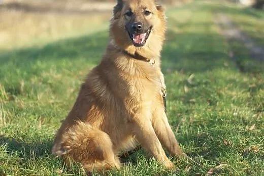 Spajk :) pies, adopcja,  lubuskie Gorzów Wielkopol