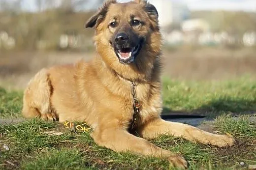 Spajk :) pies, adopcja,  lubuskie Gorzów Wielkopol