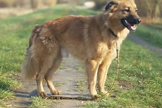 Spajk :) pies, adopcja,  lubuskie Gorzów Wielkopol
