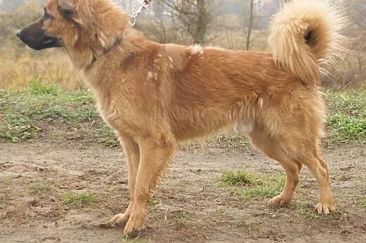 Spajk :) pies, adopcja,  lubuskie Gorzów Wielkopol