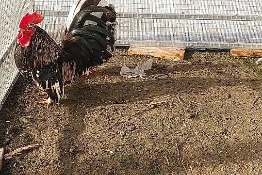 Sprzedam pare chabo, , Uście Solne
