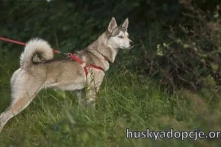 CASSIS- wspaniała młoda suczka mix husky do adopcj