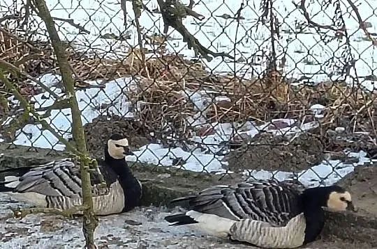 Sprzedam bernikle i tybetańskie, Śląskie, Chudów