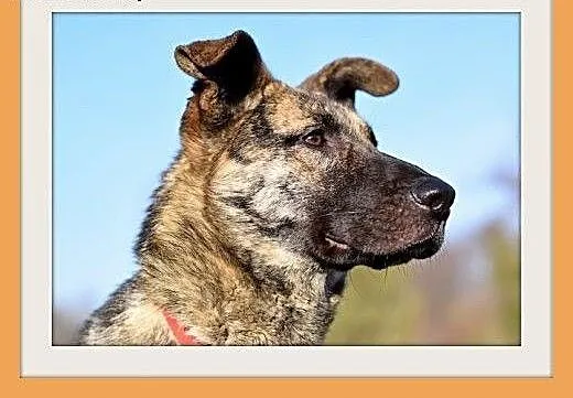 ROKO,28kg,owczarek,młody,wesoły,towarzyski pies.AD
