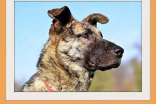 ROKO,28kg,owczarek,młody,wesoły,towarzyski pies.AD