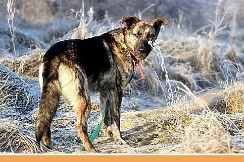 ROKO,28kg,owczarek,młody,wesoły,towarzyski pies.AD