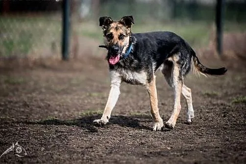 Leo - odnajdzie się w każdym domu nie pozwoli się nudzić nikomu:) z,  śląskie Gliwice