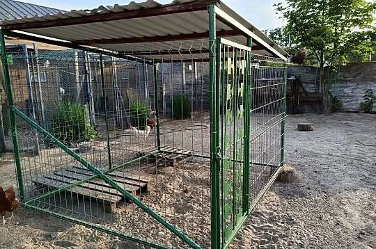 Kojec dla psa, Wielkopolskie, Ostrów Wielkopolski