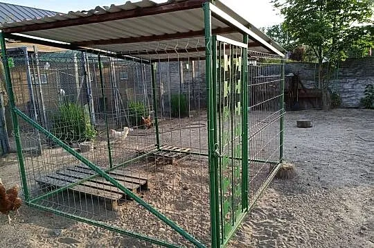 Kojec dla psa, Wielkopolskie, Ostrów Wielkopolski
