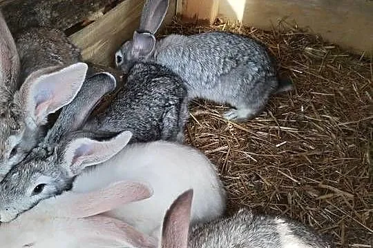 Sprzedam króliki mieszańce 5 samców, 3 samice