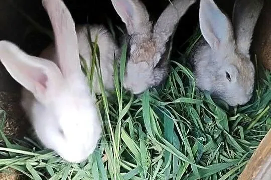 Sprzedam króliki mieszańce 5 samców, 3 samice, Mazowieckie, Walentynów
