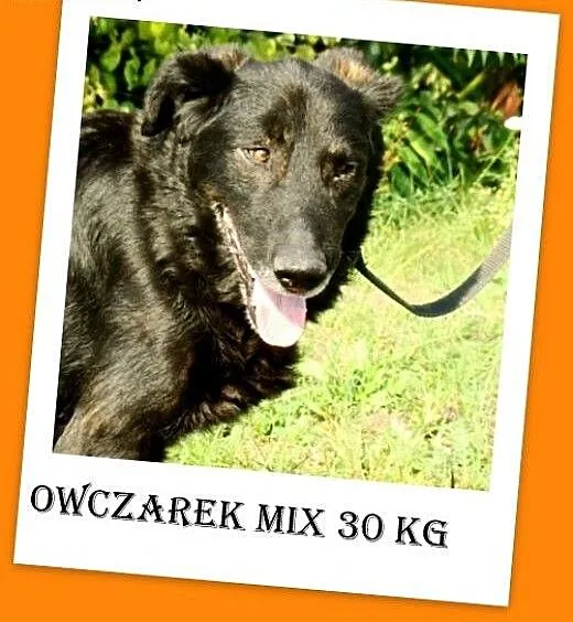 30kg,spokojny,łagodny,zrównoważony pies WIESIEK.Ad