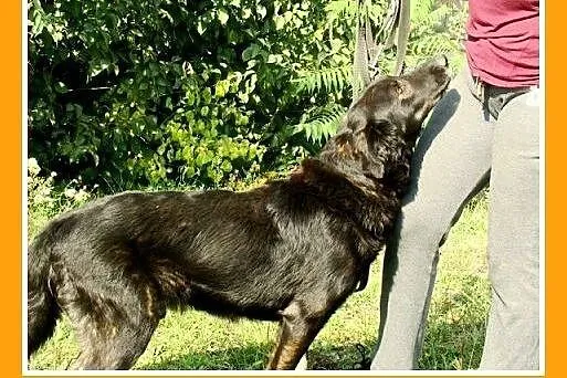 30kg,spokojny,łagodny,zrównoważony pies WIESIEK.Ad