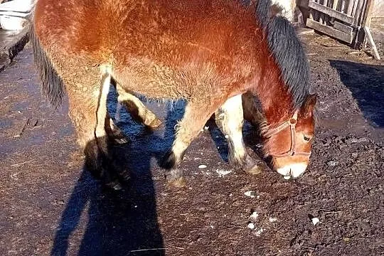 Żrebica 9 miesięcy