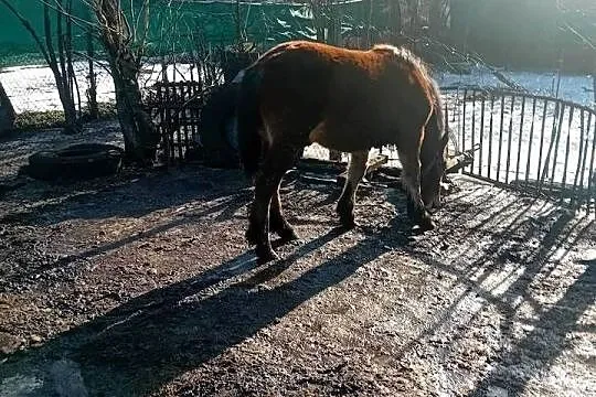 Żrebica 9 miesięcy, Lubelskie, Chełm