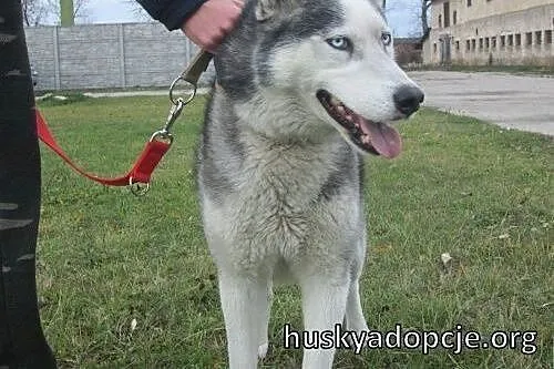 TROY- młody i spokojny pies husky do adopcji,  ślą