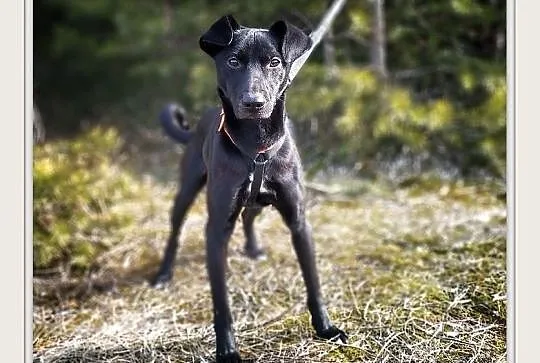 BARTEK,11kg,średni,młody,łagodny,szczepiony piesek.ADOPCJA