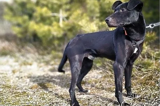 BARTEK,11kg,średni,młody,łagodny,szczepiony piesek.ADOPCJA, Podkarpackie, Rzeszów