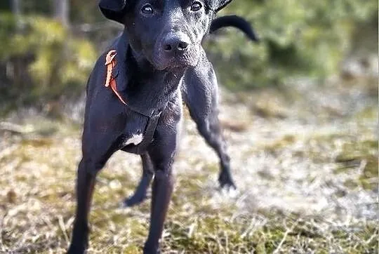 BARTEK,11kg,średni,młody,łagodny,szczepiony piesek.ADOPCJA, Podkarpackie, Rzeszów