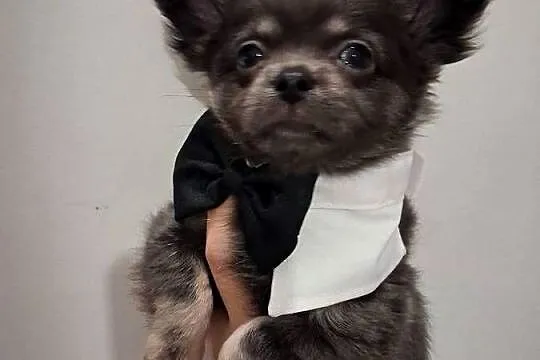 Chihuahua długowłosy-hodowla od INŻ.ZOOTECHNIKA/odbiór JUŻ