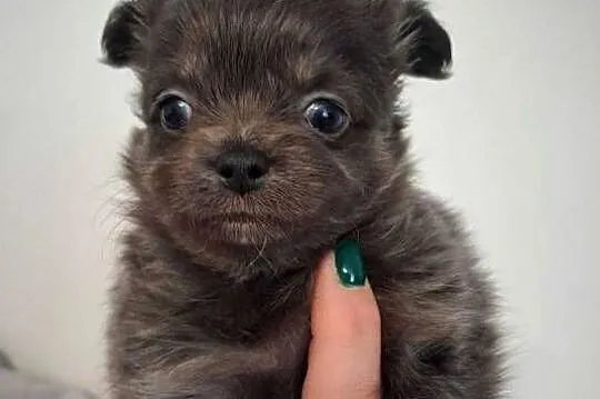 Chihuahua długowłosy-hodowla od INŻ.ZOOTECHNIKA/odbiór JUŻ, Mazowieckie, Warszawa