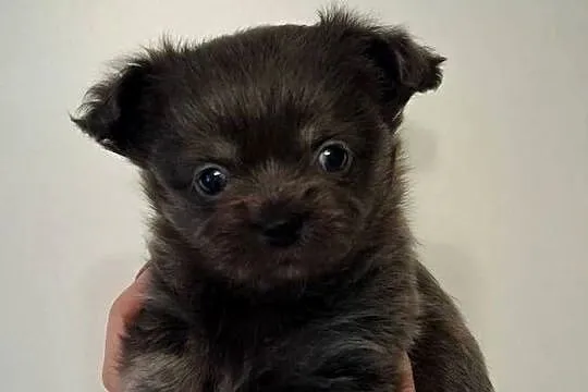 Chihuahua długowłosy-hodowla od INŻ.ZOOTECHNIKA/odbiór JUŻ, Mazowieckie, Warszawa
