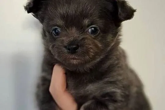 Chihuahua długowłosy-hodowla od INŻ.ZOOTECHNIKA/odbiór JUŻ, Mazowieckie, Warszawa