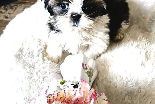 SHIH TZU piesek maleńki FCI