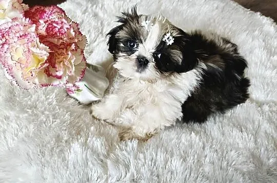 SHIH TZU piesek maleńki FCI, Dolnośląskie, Wałbrzych