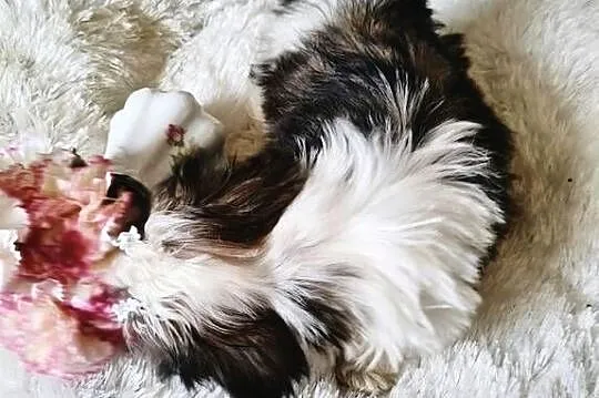 SHIH TZU piesek maleńki FCI, Dolnośląskie, Wałbrzych