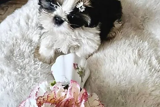 SHIH TZU piesek maleńki FCI, Dolnośląskie, Wałbrzych