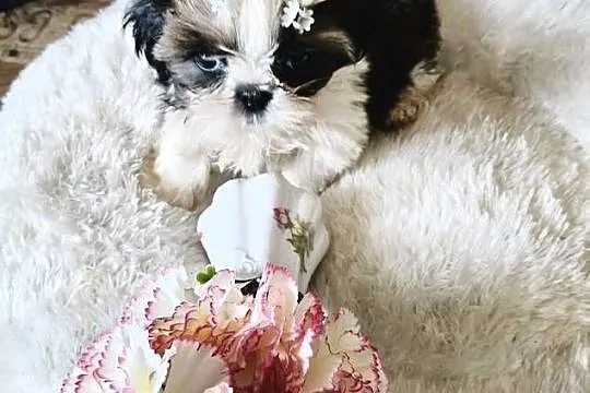 SHIH TZU piesek maleńki FCI, Dolnośląskie, Wałbrzych