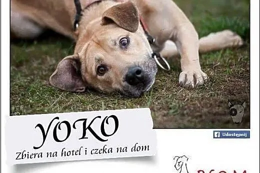 YOKO - od 2 lat szuka domu, pokochaj go!,  mazowie