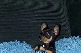 Pinczer ratlerek miniaturka