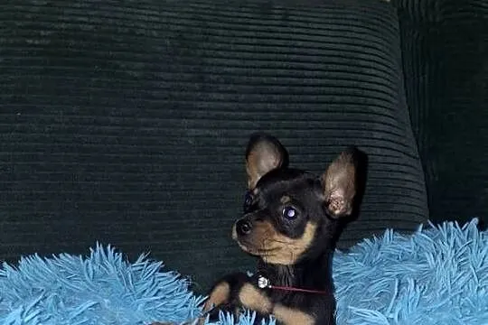 Pinczer ratlerek miniaturka