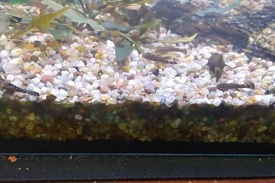 Glonojady