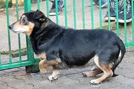 IKSIK Krzywołapek - biedny, samotny, przerażony do