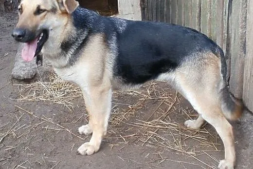 Maja młoda w typie owczarka szuka domu na zawsze, 