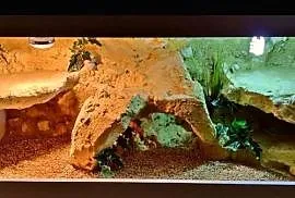Terrarium od Egzo Systems dla agamy brodatej gekona lamparciego