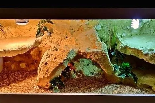 Terrarium od Egzo Systems dla agamy brodatej gekona lamparciego
