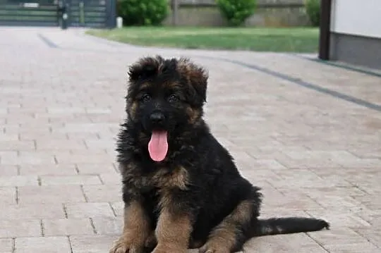 Owczarek Niemiecki Długowłosy, Łódzkie, Brudzewice