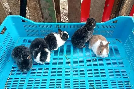 Sprzedam króliki miniaturki, Lubelskie, Tomaszów Lubelski