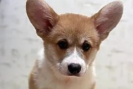 Welsh Corgi Szczeniaki
