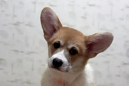 Welsh Corgi Szczeniaki, Mazowieckie, Warszawa