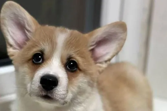 Welsh Corgi Szczeniaki, Mazowieckie, Warszawa