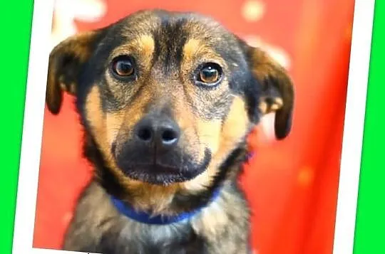 WODNIK-średni,delikatny,łagodny przerażony schroniskiem piesek.ADOPCJA