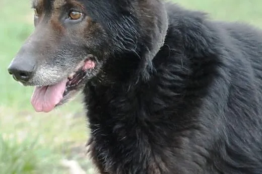 Starszy pies Wader - spokojny, przyjazny, adopcja,  małopolskie Kraków